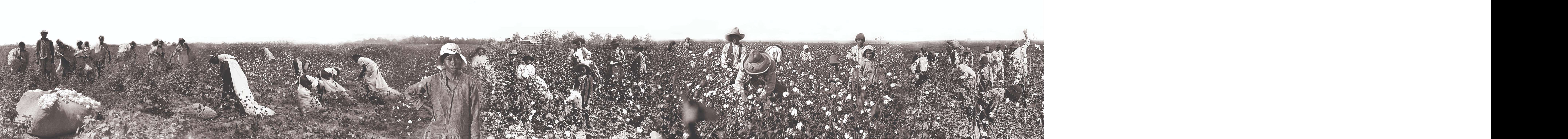 Harvest of SHAME! Photo manipulation using archival images on cotton field slaves